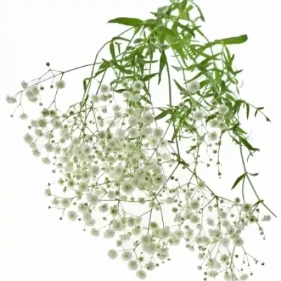 GYPSOPHILA PEARLS GRANDTASTIC