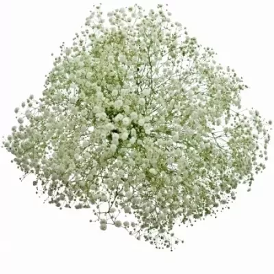 GYPSOPHILA PEARLS GRANDTASTIC