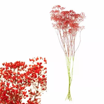 GYPSOPHILA RED 75cm