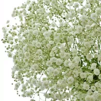 GYPSOPHILA XLENCE 70cm/25g