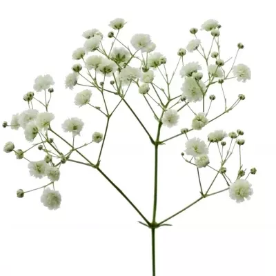 GYPSOPHILA XLENCE 70cm/35g