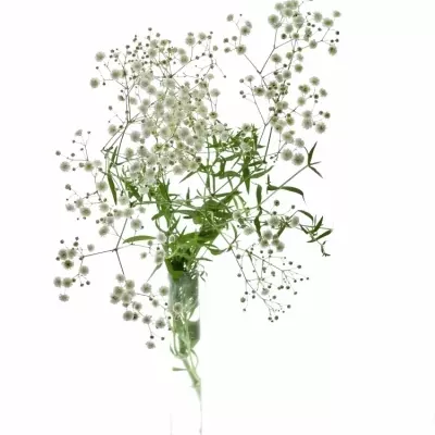 GYPSOPHILA XLENCE 70cm/25g