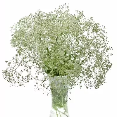 GYPSOPHILA XLENCE 70cm/25g