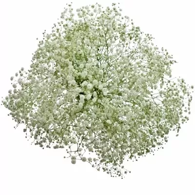 GYPSOPHILA XLENCE 70cm/25g