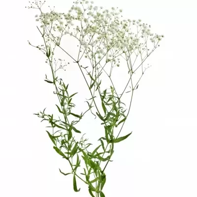 GYPSOPHILA XLENCE 70cm/25g