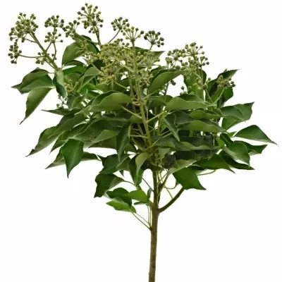 HEDERA BERRIES 50cm