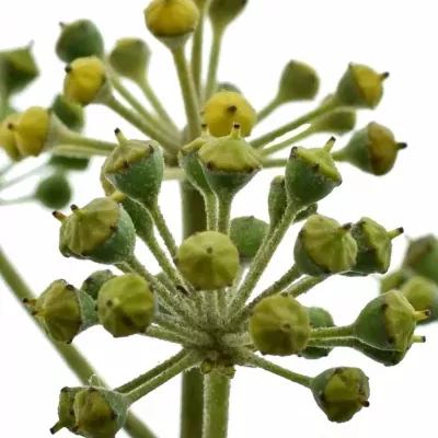 HEDERA BERRIES 50cm