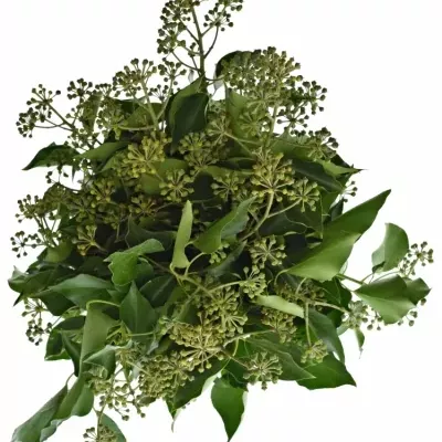 HEDERA BERRIES 50cm