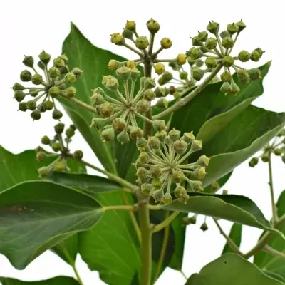 HEDERA BERRIES 50cm