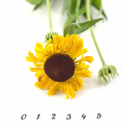 HELENIUM GOLDEN SUPERIOR 50