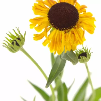 HELENIUM GOLDEN SUPERIOR 50