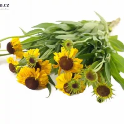 HELENIUM GOLDEN SUPERIOR 50