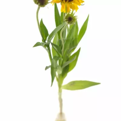 HELENIUM GOLDEN SUPERIOR 50