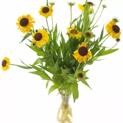 HELENIUM GOLDEN SUPERIOR 50