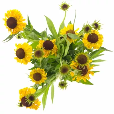 HELENIUM GOLDEN SUPERIOR 50