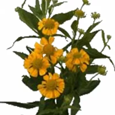 HELENIUM GOLDEN SUPERIOR 50