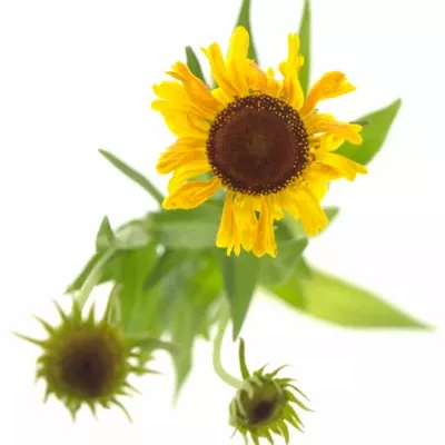 HELENIUM GOLDEN SUPERIOR 50