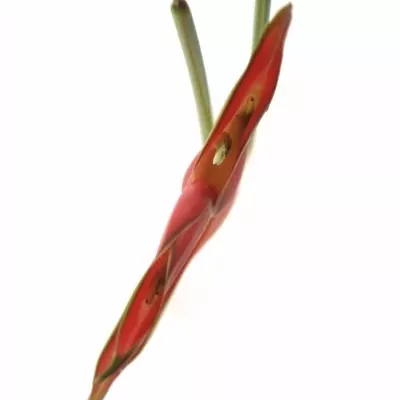 HELICONIA CARIBAEA 
