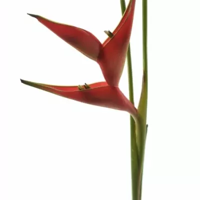 HELICONIA CARIBAEA 