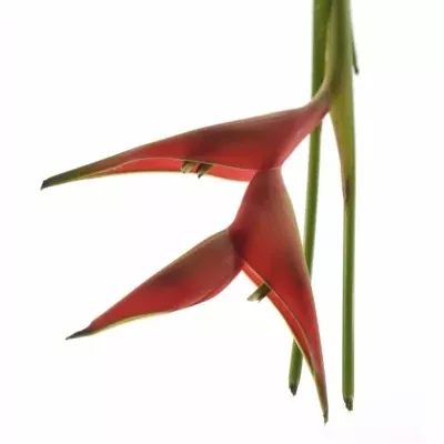 HELICONIA CARIBAEA 