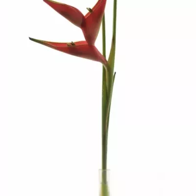 HELICONIA CARIBAEA 