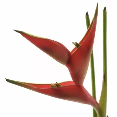 Bihaja karibská 50cm