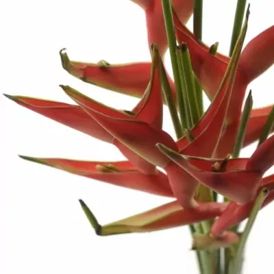 HELICONIA CARIBAEA 