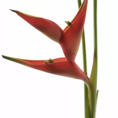 HELICONIA CARIBAEA 