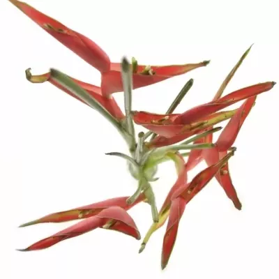 HELICONIA CARIBAEA 