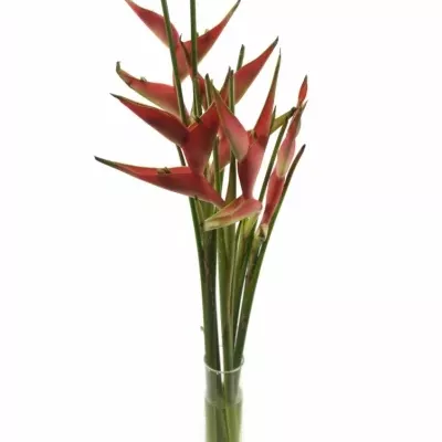 HELICONIA CARIBAEA 