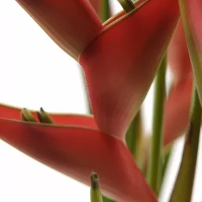HELICONIA CARIBAEA 