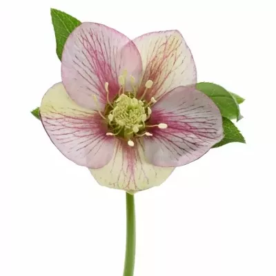 HELLEBORUS AARENDELLE BELLA PICOTTE 25cm