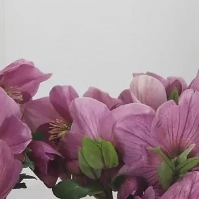HELLEBORUS AARENDELLE BELLA PINK 35cm