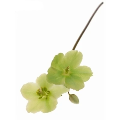 HELLEBORUS MOONDANCE