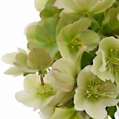 HELLEBORUS MOONDANCE