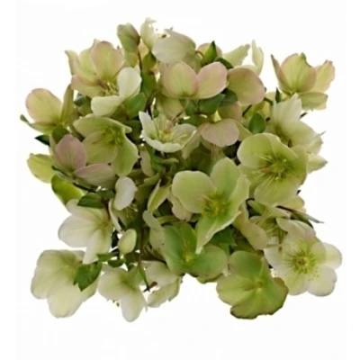 HELLEBORUS MOONDANCE