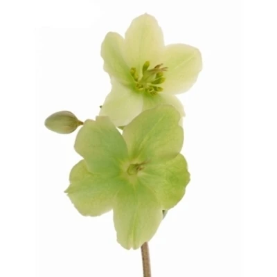 HELLEBORUS MOONDANCE 30cm