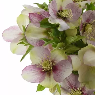 HELLEBORUS OR Q PICOTEE