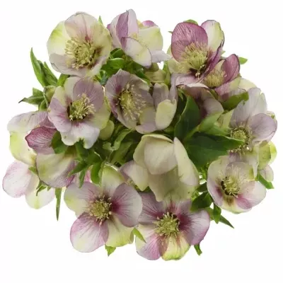 HELLEBORUS OR Q PICOTEE