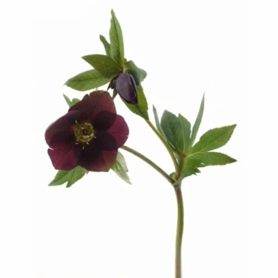 HELLEBORUS QUEENS RED