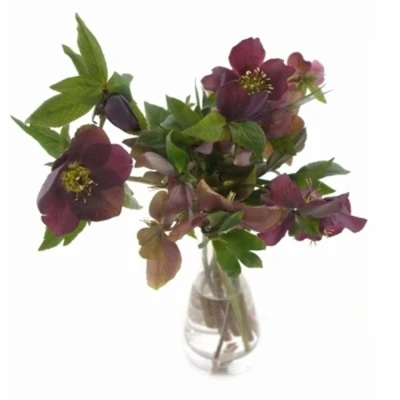 HELLEBORUS QUEENS RED