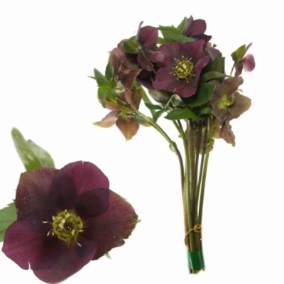 HELLEBORUS QUEENS RED 30cm
