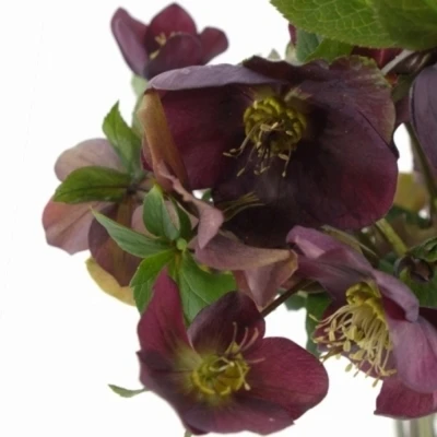 HELLEBORUS QUEENS RED