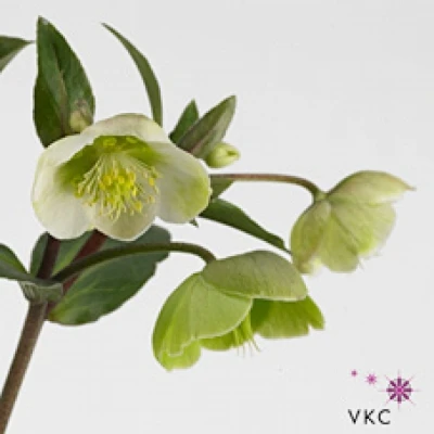 HELLEBORUS WINTER BELLS 40cm