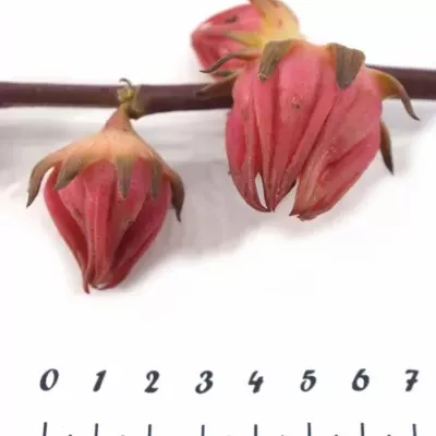 HIBISCUS BI-COLOR 50cm