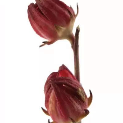 HIBISCUS BI-COLOR 50cm