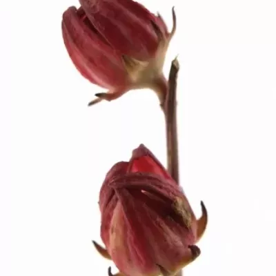 HIBISCUS BI-COLOR 50cm