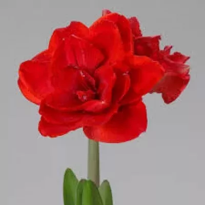 Hippeastrum DG CHERRY Nympho 60cm / 2kV