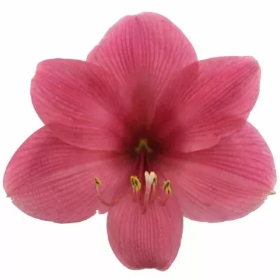 Amarylis GA GA ADELE 70cm/4kv/15box