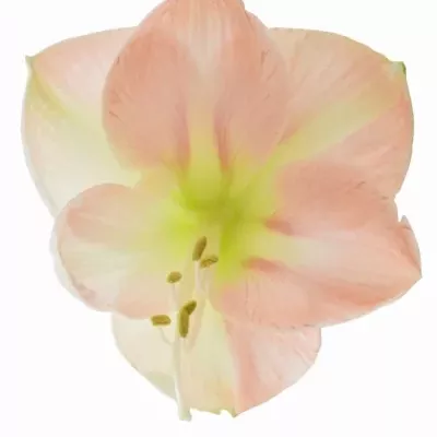 Hippeastrum GA BOLERO 70cm/4kv/18box